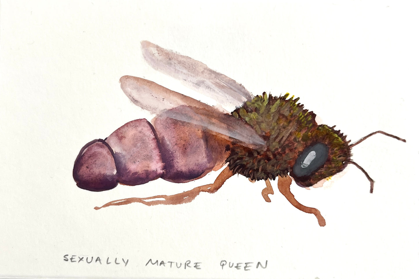 #7 Sexually Mature Queen