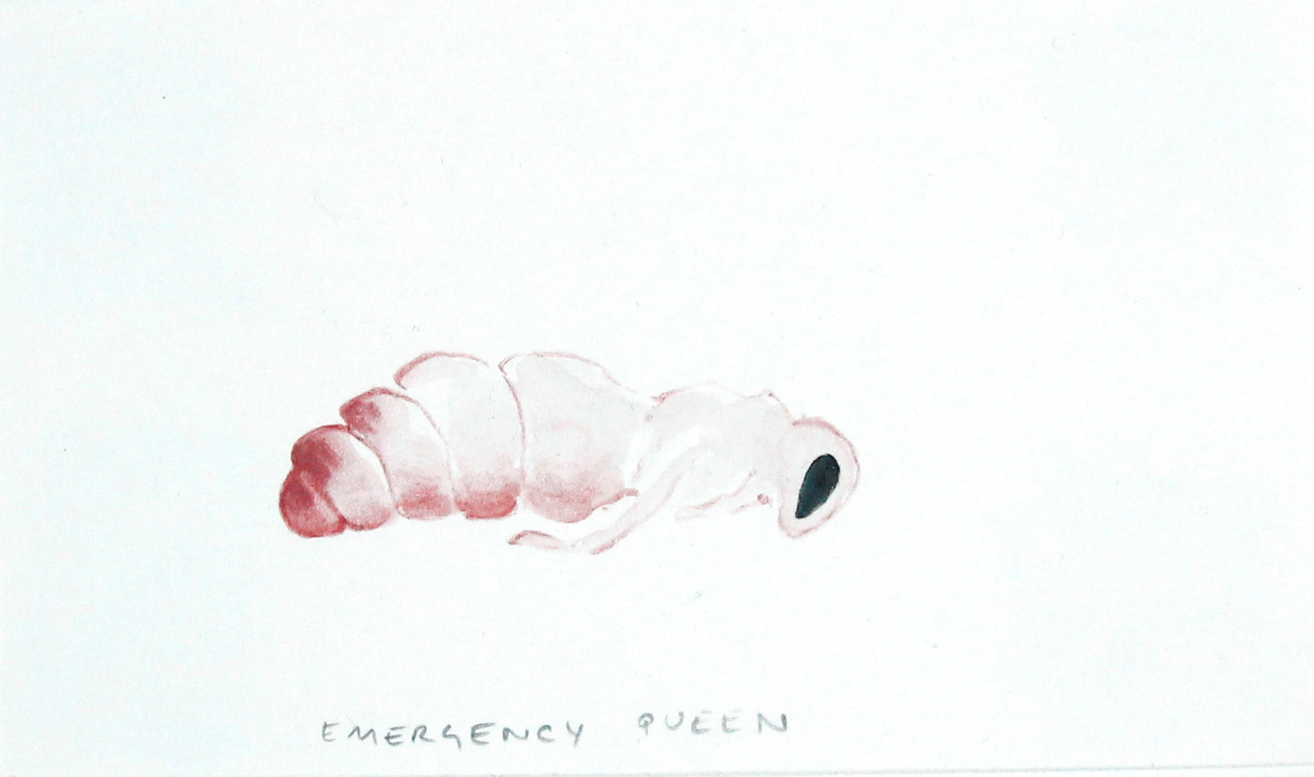 #5 Emergency Queen