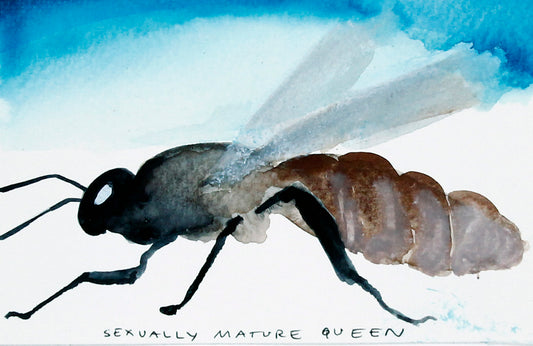 #8 Sexually Mature Queen