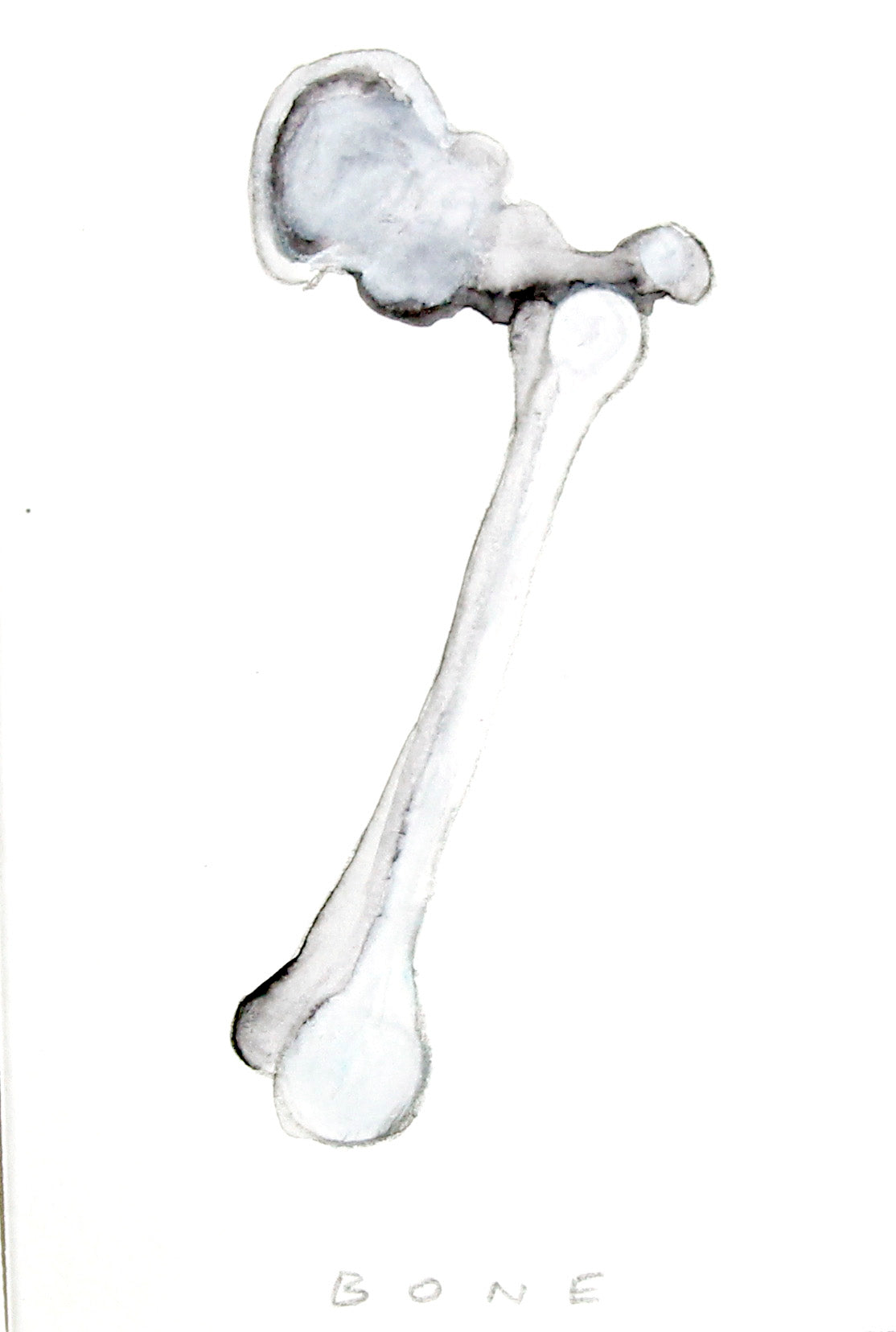 Bone