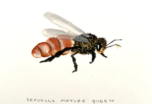 #1 Sexually Mature Queen