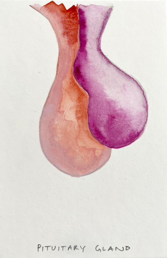 #1 Pituitary Gland