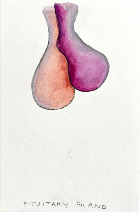 #2 Pituitary Gland