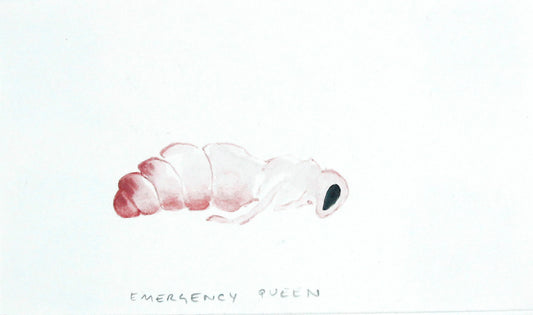 #5 Emergency Queen