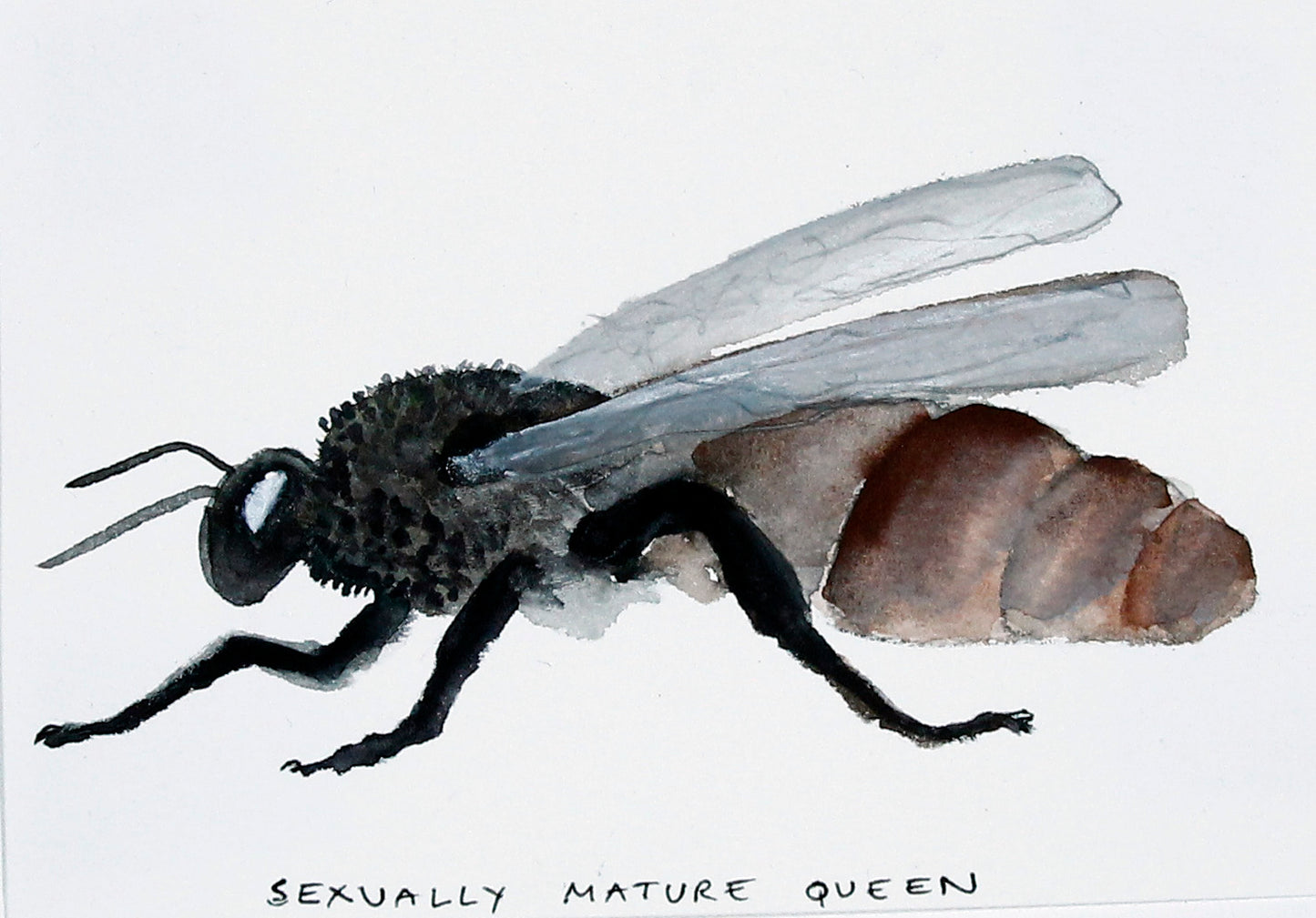 #6 Sexually Mature Queen