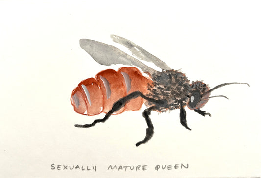 #2 Sexually Mature Queen