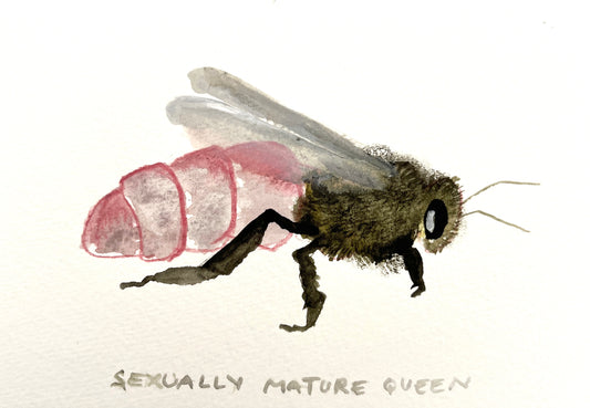 #4 Sexually Mature Queen